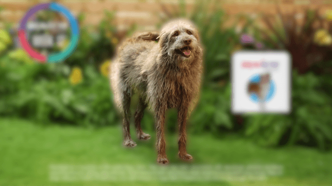 Bravecto commercial dog breed name