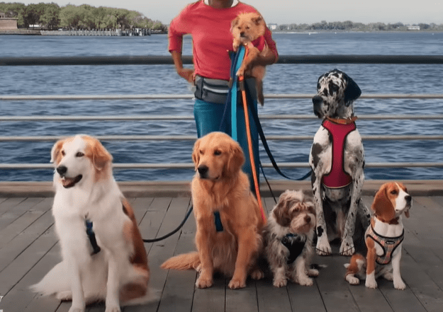 Liberty Mutual Dog Walker Commercial: Breeds Name